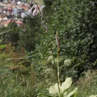 Bohyška jitrocelová - František Matoušek