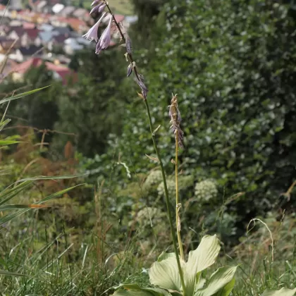 Bohyška jitrocelová - František Matoušek