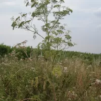 Bolehlav plamatý - František Matoušek