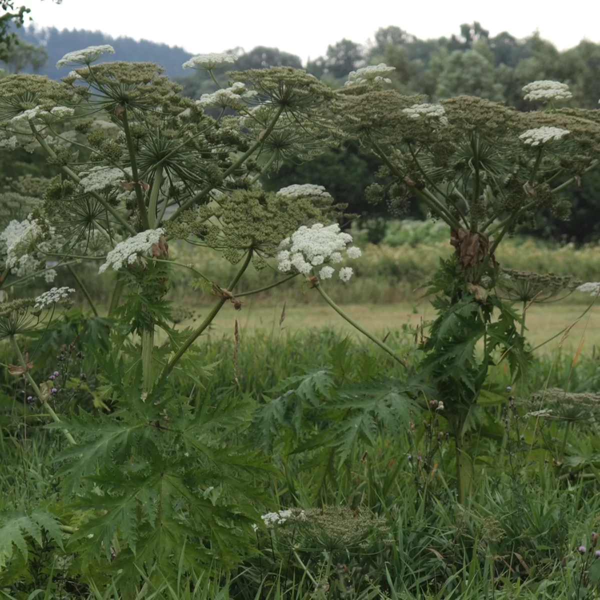 Bolševník velkolepý. Pořízeno 19.07.2015 16:07 - František Matoušek