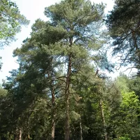 Borovice lesní - František Matoušek