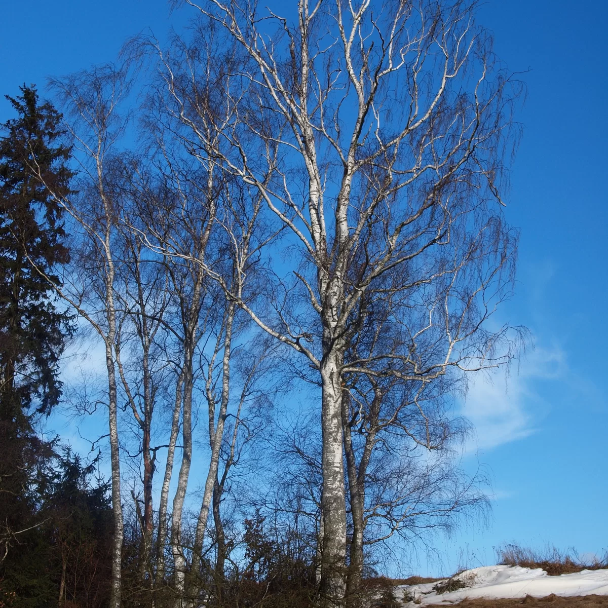 Bříza bělokorá (Bříza bradavičnatá). Pořízeno 07.02.2009 14:02 - František Matoušek