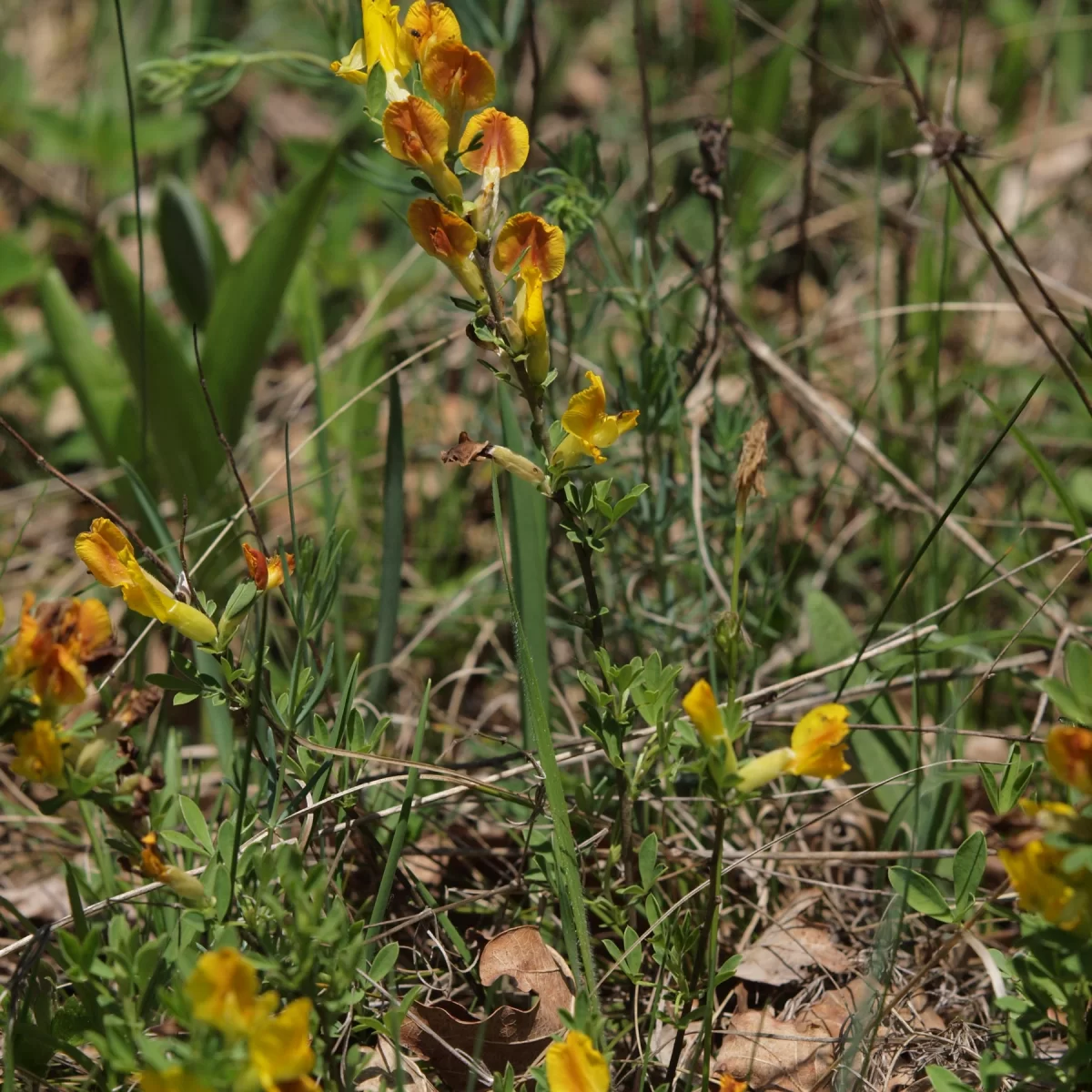 Čilimník řezenský. Pořízeno 27.04.2014 18:04 - František Matoušek