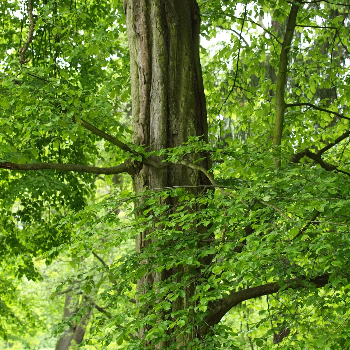 Habr obecný. Pořízeno 23.05.2010 10:05 - František Matoušek