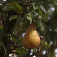Hrušeň obecná - František Matoušek