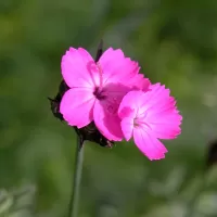 Hvozdík kartouzek - František Matoušek