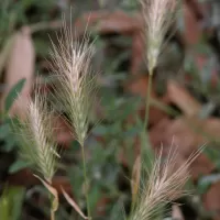 Ječmen myší - František Matoušek