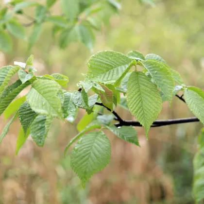 Jilm drsný - František Matoušek