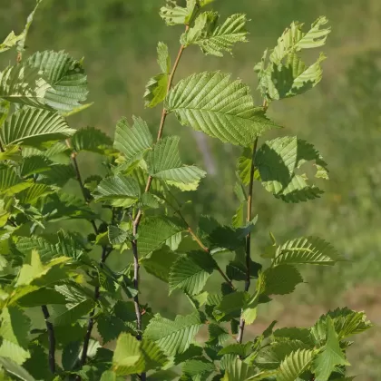 Jilm habrolistý - František Matoušek