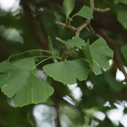 Jinan dvojlaločný - František Matoušek