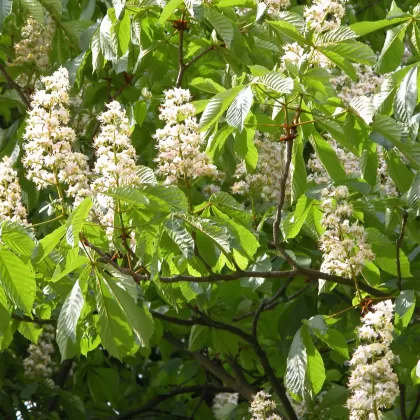 Jírovec maďal - František Matoušek