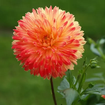 Jiřinka zahradní - František Matoušek