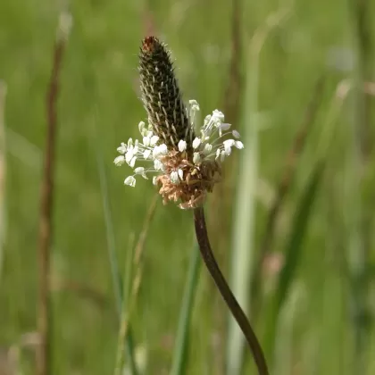 Jitrocel kopinatý - František Matoušek