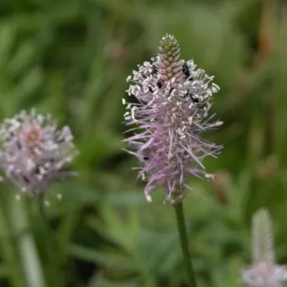 Jitrocel prostřední - František Matoušek