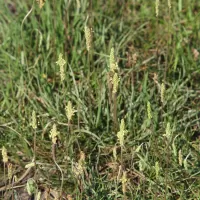 Jitrocel přímořský - František Matoušek