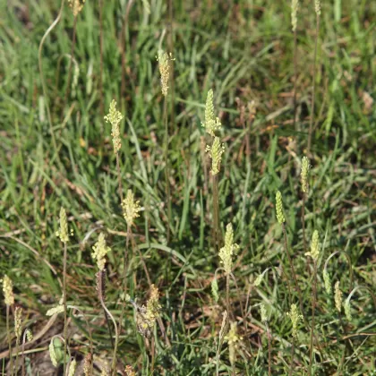 Jitrocel přímořský - František Matoušek