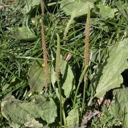 Jitrocel větší - František Matoušek