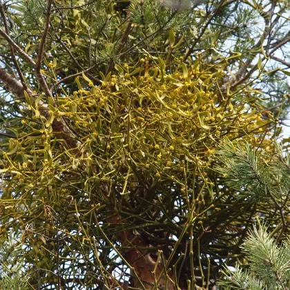 Jmelí bílé borovicové - František Matoušek