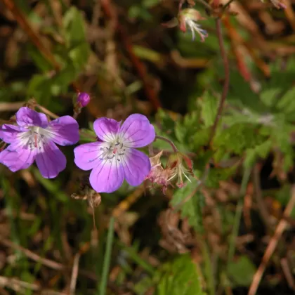Kakost bahenní - František Matoušek