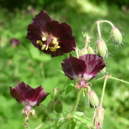 Kakost hnědočervený - František Matoušek
