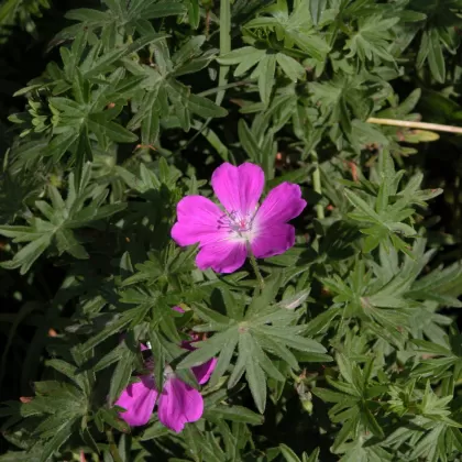 Kakost krvavý - František Matoušek