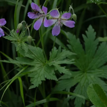 Kakost lesní - František Matoušek