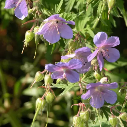 Kakost luční - František Matoušek