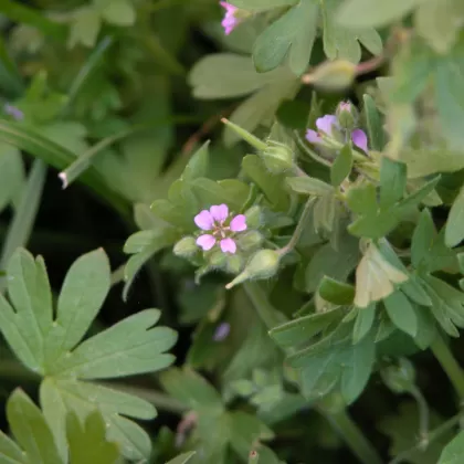 Kakost maličký - František Matoušek