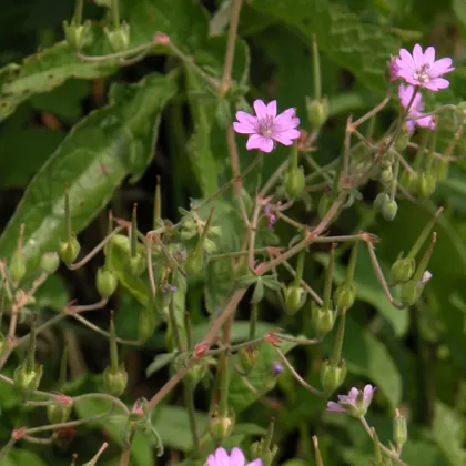 Kakost pyrenejský - František Matoušek