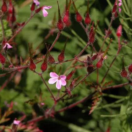 Kakost smrdutý - František Matoušek