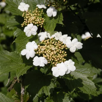 Kalina obecná - František Matoušek