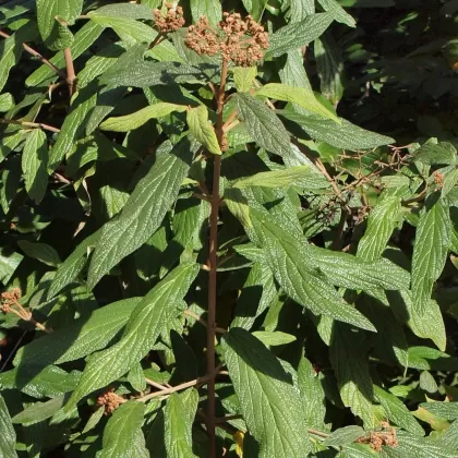 Kalina svraskalá - František Matoušek