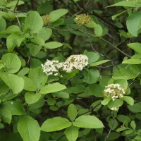 Kalina tušalaj - František Matoušek