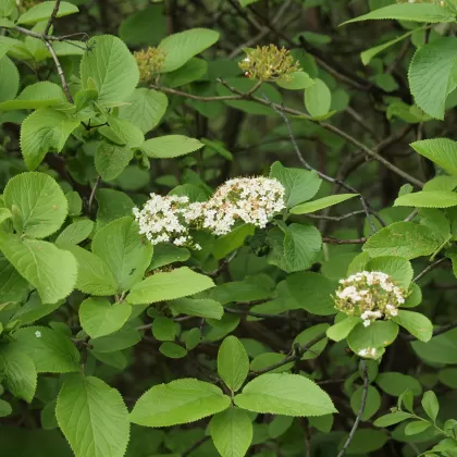 Kalina tušalaj - František Matoušek