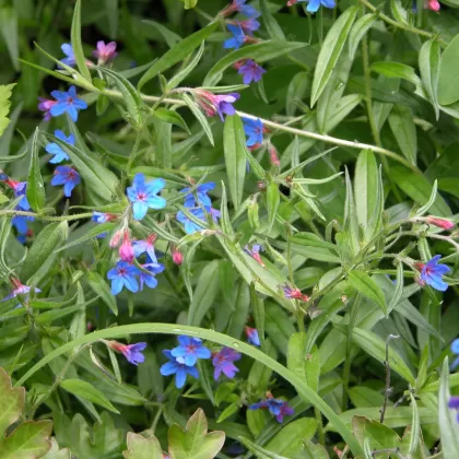 Kamejka modronachová - František Matoušek