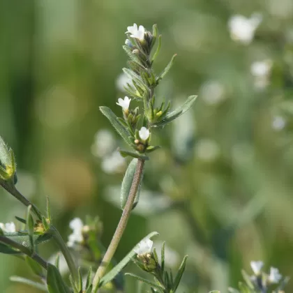 Kamejka rolní - František Matoušek