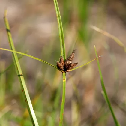 Kamyšník přímořský - František Matoušek