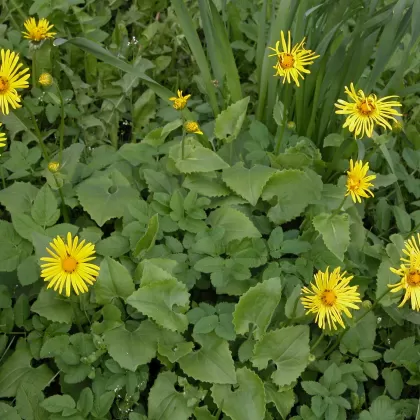 Kamzičník Columnův - František Matoušek