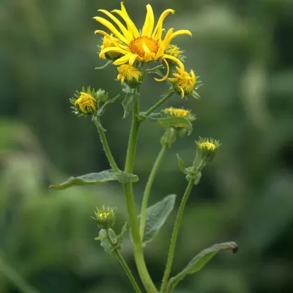 Kamzičník rakouský - František Matoušek