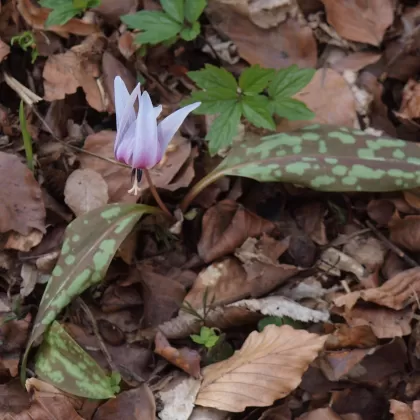 Kandík psí zub - František Matoušek