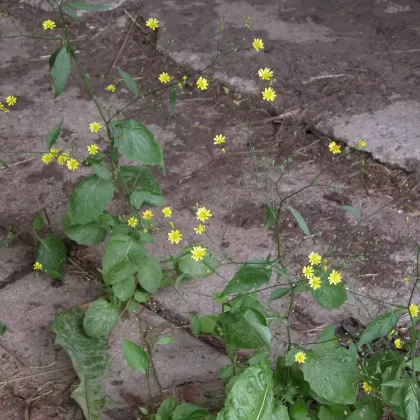 Kapustka obecná - František Matoušek
