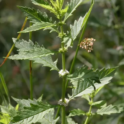 Karbinec evropský - František Matoušek