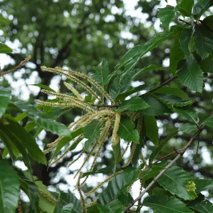 Kaštanovník jedlý - František Matoušek