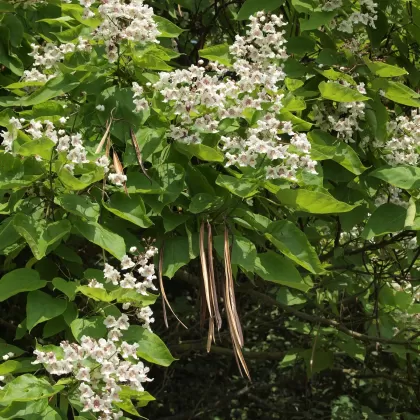 Katalpa trubačovitá - František Matoušek