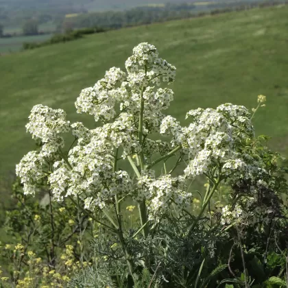 Katrán tatarský - František Matoušek