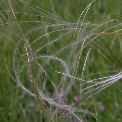 Kavyl Ivanův - František Matoušek