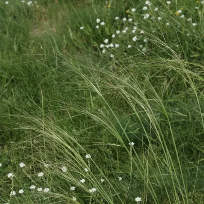 Kavyl vláskovitý - František Matoušek