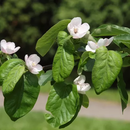 Kdouloň obecná - František Matoušek