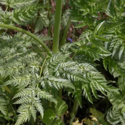 Kerblík lesní - František Matoušek