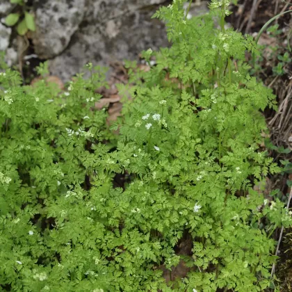 Kerblík třebule - František Matoušek